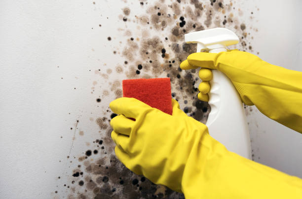 Professional Mold Remediation in Morgan Hill, PA