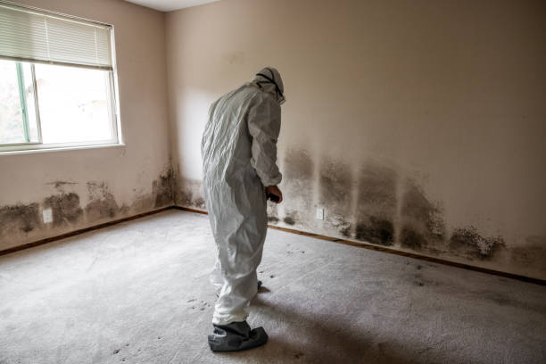Best Post-Flood Mold Remediation in Morgan Hill, PA